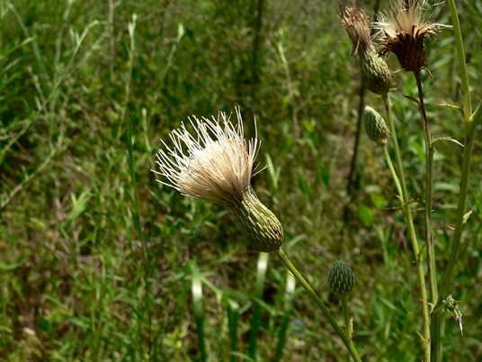 {Cirsium nuttallii}